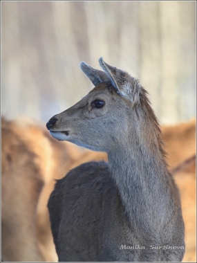 <p>JELEN LESNÍ (Cervus elaphus) obora /Red deer - Rothirsch/</p>